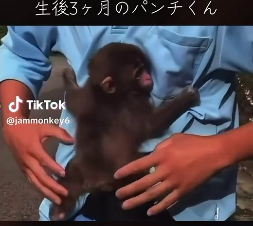 甘々なパンチくんの日常｜市川市動植物園