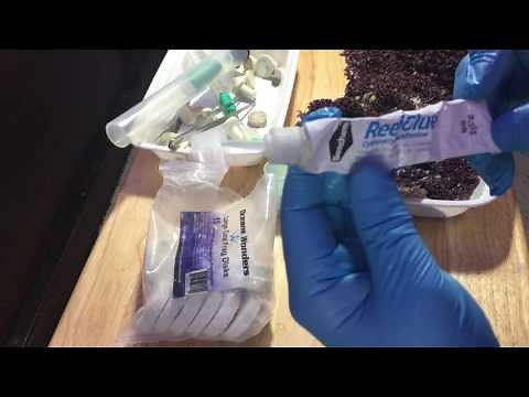 Fragging Tutorial - Green Star Polyps