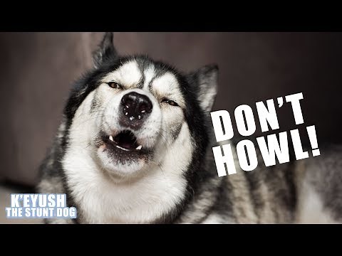 We Challenge Your Dog Not To Howl!