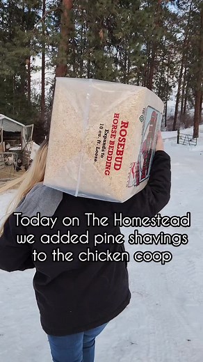 Using Pine Shavings in Chicken Coops for Compost