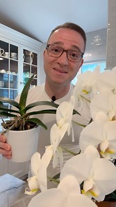 94K views · 49 reactions | Are you getting varied results when trimming your orchid flower stalks back to encourage reblooming? Don’t despair if you don’t get the results that you think you should. #mothorchid #phalaenopsis | Ohio Tropics Houseplant and Garden Care | Facebook