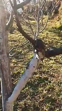 My first video my Apple's tree introduction.#viral #himachali #viralvideo