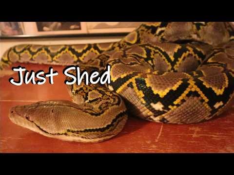 As Freshly Shed As It Gets (male reticulated python)