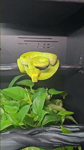 Entering the enclosure of this gorgeous Biak Green Tree Python. 🐍