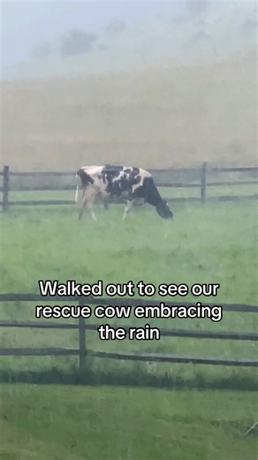 We just got hit with a literal monsoon, so I checked the barn cameras only to see baby Buttercup inside but not her momma. Sure enough, Clarabelle was outside, not phased one bit by the heavy rainfall and winds😭 Dylan was happy she got a bath😆 #cow #rescuecow #cowlover