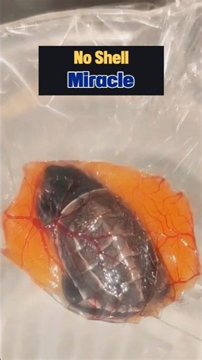 Hatching Baby Turtles Without Their Shells