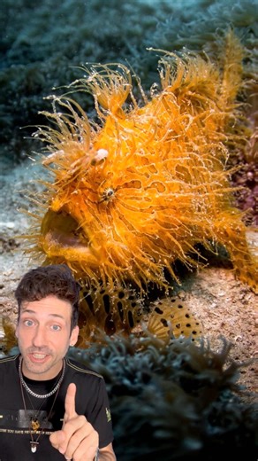 164K views · 11K reactions | Meet the Hairy Frogfish  | Odd Danny | Facebook