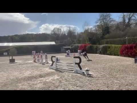 Cheval à vendre - A vendre grand et gentil SF - equirodi.com