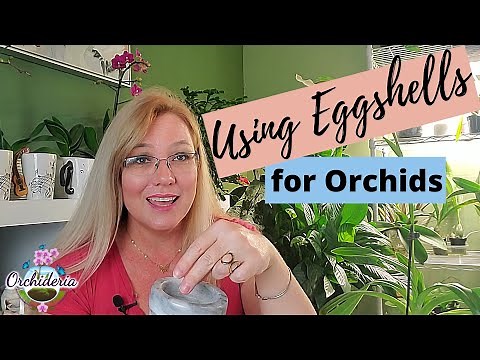 How To Use Eggshells on Orchids: Step-by-Step Guide