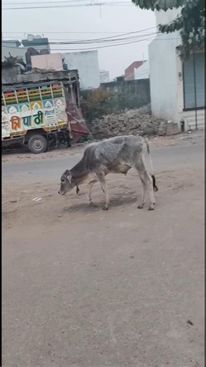 छोटा बछड़ा #cowvideos #shortsfeed #viralshort #shorts