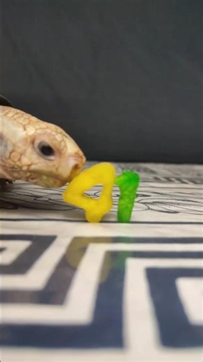 Satisfying ASMR: Tortoise Eating a Fruit Number 41 🐢