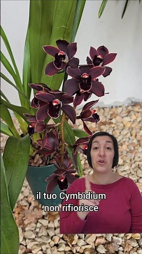 #cymbidium ##orchids