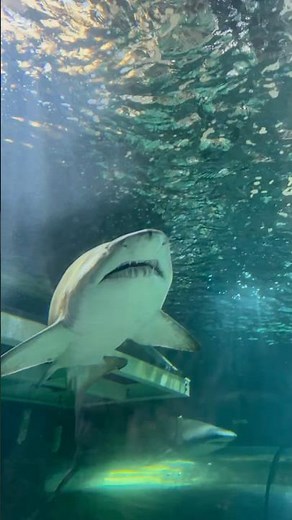 Sharks up close at SeaLife Aquarium Sydney #fish #sydney #aquarium #travel #shark #sharklove #aussie