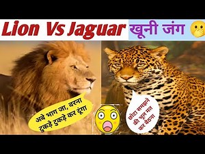 Lion Vs Jaguar # Comparison.