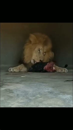 the best Lion King 🗿