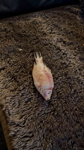 My dog somehow found a fish and threw it at me 😳 | Daz Black