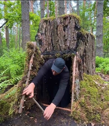Building a Shelter Under an Old Tree for Camping