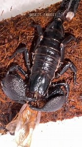 13K views · 64 reactions | This is a poisonous scorpion eating another insect. #insect #bugs #ScorpioN #wildlife #insects #insectlovers | Insect Forest | Facebook