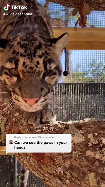 Cat Beans - Murder Mittens Compilation