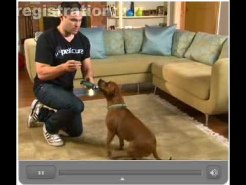 Peticure Instruction Video - YouTube