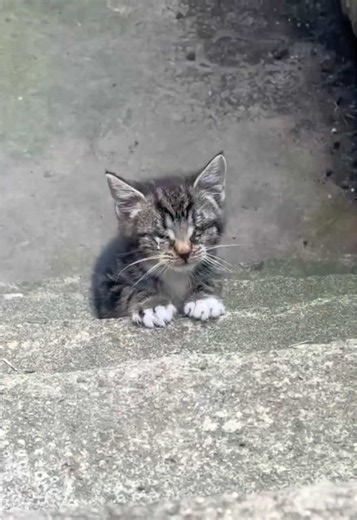 Rescue Kitten Billie: Tiny Kitten Found Alone with Eye Infections