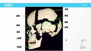 颅骨的组成 结构