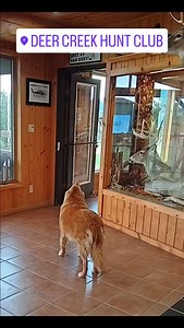 17 reactions · 5 comments |  Miles the club dog showing off his signature Toller bark at Deer Creek Hunt Club! Swing by the clubhouse—he’s always ready to greet you with some noise and a wag. 李 #MilesTheClubDog #TollerBark #DeerCreekHuntClub | Deer Creek Hunt Club | Facebook