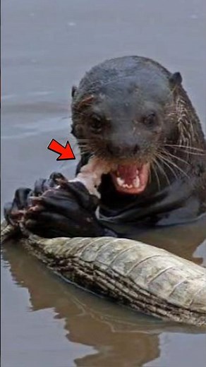 Crocodile hunter 😨| #animals #facts
