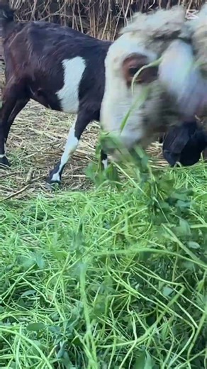 Goats’ Daily Life ASMR | Eating, Walking & Nature Sounds #fypシ #pov #asmr #trending #viral