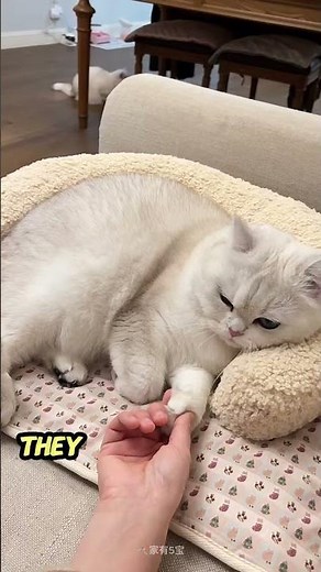 4 Clear Signs Your Cat Has a Fever – Don’t Ignore These!