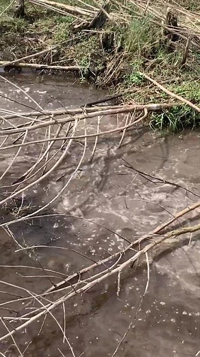 Louisiana Alligators!!! Swamp People!!! Cajun Life!!! Bayou Living!!! Airboating!!! | Mitchyandmatty | Facebook
