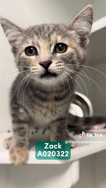 Fresno Animal Center on TikTok