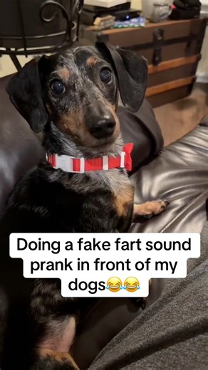 They were shocked and disgusted😂 #bordercollie #dog #dogs #weinerdog #dachshund | Liv