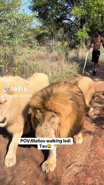 Matlou walking di Tau🦁 #teamlongandshort