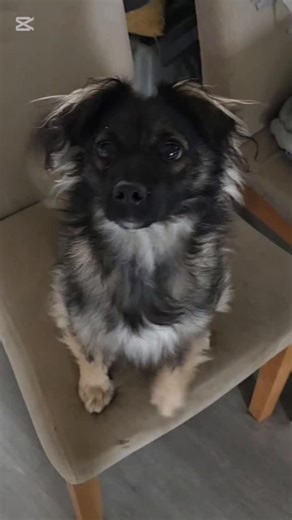 Pansion Kuca Buka on Instagram: "Ljubica je ubedjena da Luka sve pogresno radi 😂😂😂 pa mora da mu zvoca Mali psi imaju mnogo vise problema nego veliki 😂"