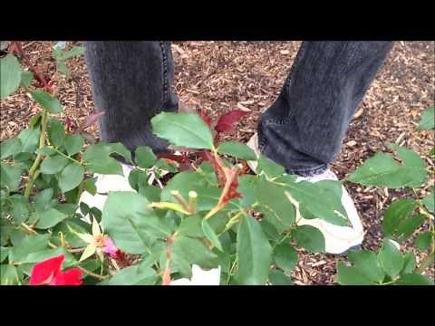 How to Prune Your Knockout Rose Bush