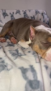 Perfection in a micro bully size 💟 #microbully #pocketbully #dog #puppy #americanbully #bullybreed #pitbull | Pride Bullies