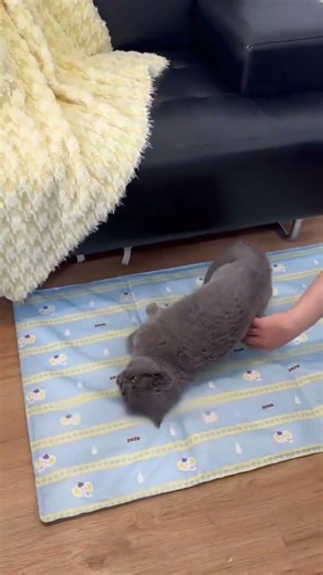 Beat the Heat! The Ultimate Cooling Mat for Cats and Dogs #cat #catsvideo #cathouse