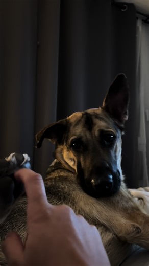 Cute Chilean Pets: Adorable Moments with My Dogs