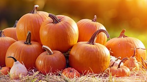 Why are pumpkins orange?