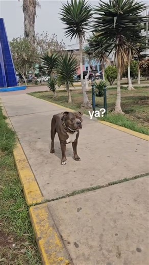 pitbull manso jugando con sus amigos 🐺😊 #perros #americanbully #pitbull #mascotas #eltemidomanso