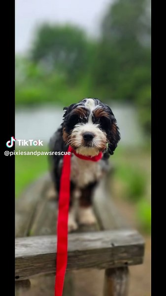Chloe: Adorable Tri-Color Cavapoo Puppy for Adoption