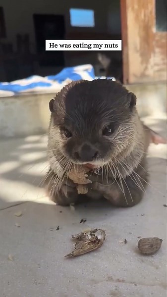 He was just kayaking and an otter chose him as its master.