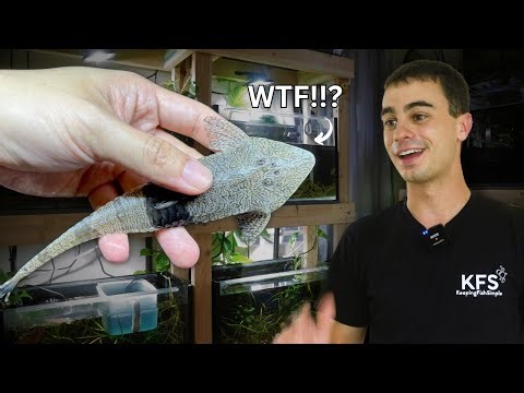 I Can’t Believe I Got These! (Chameleon Whiptails)