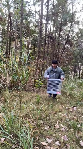 Universal Birds World on Instagram: "This DIY Pigeon Trap is Unstoppable! 🕊️ #shorts #rurallife #pigeons #simplelife #pigeoncage"