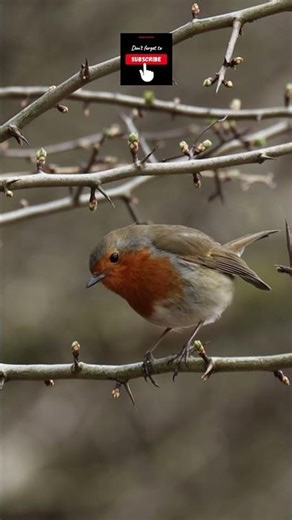 beautiful robin in the forest of dean , wildlife is so amazing