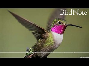 The Broad-tailed Hummingbird’s Dazzling Dives