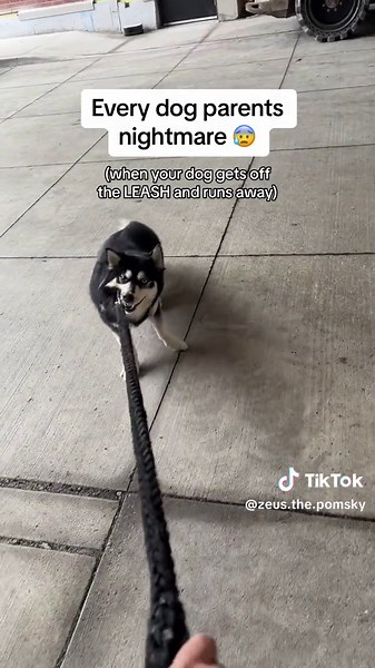 When Your Dog Gets Off the Leash and Runs Away