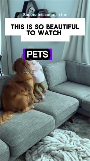 Heart melting Moments dogs protect babies. #babibesties