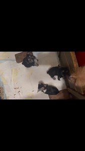 They are almost ready to go home! #yorkshireterrier #yorkie #yorkielove #westyorkshire #yorkies #yorkielife #terrier #yorkshiredales #yorkiecute #yorkiepuppy #yorkielove #yorkiesofınstagram #yorkiesofig #yorkiesofficial #yorkieoftheday #fblifestyle | Yorkie kennel